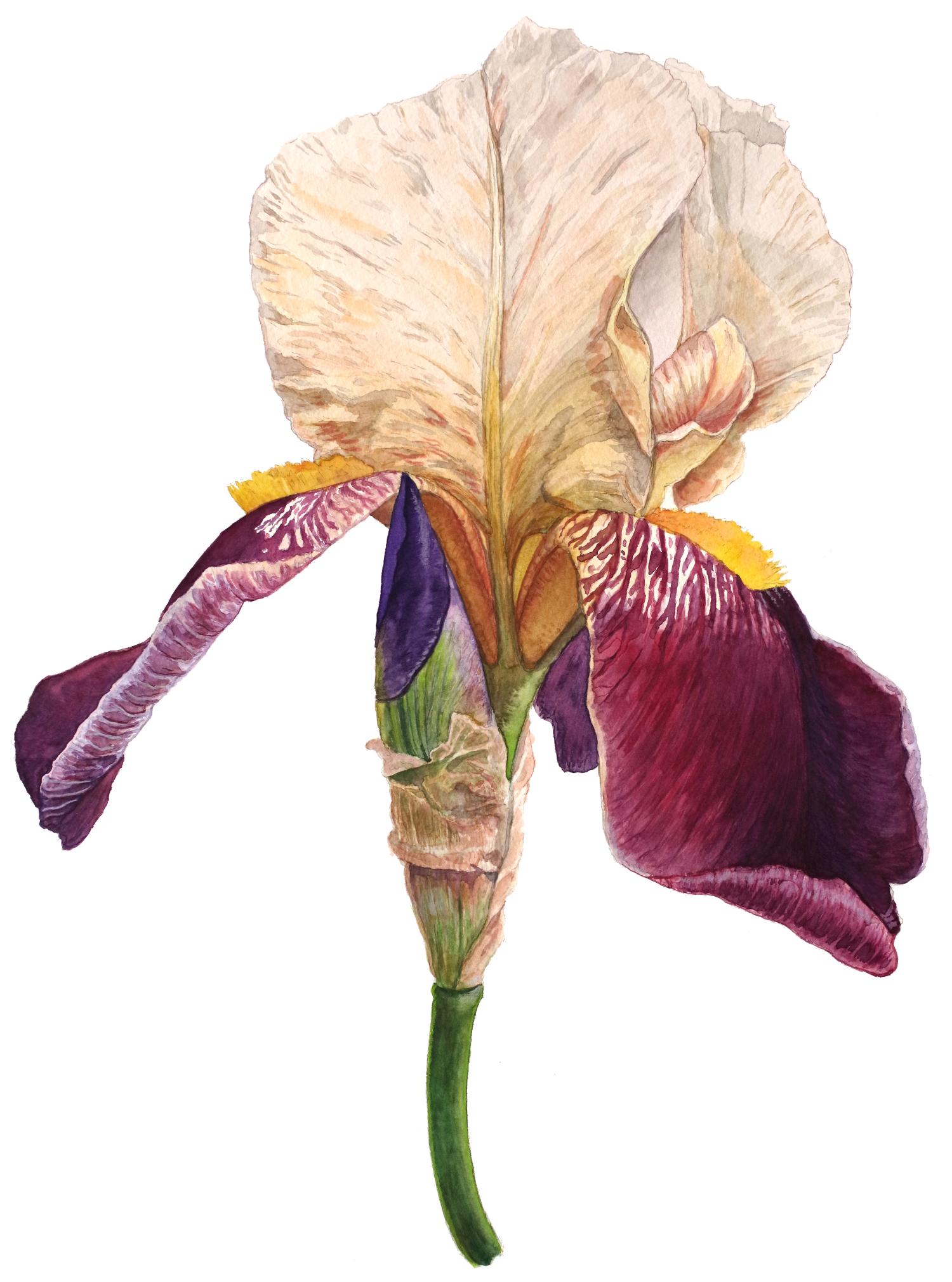 1500x2020 Iris Watercolor Illustrations