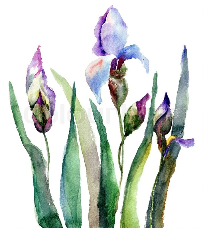 712x800 Iris Flowers, Watercolor Illustration Stock Photo Colourbox