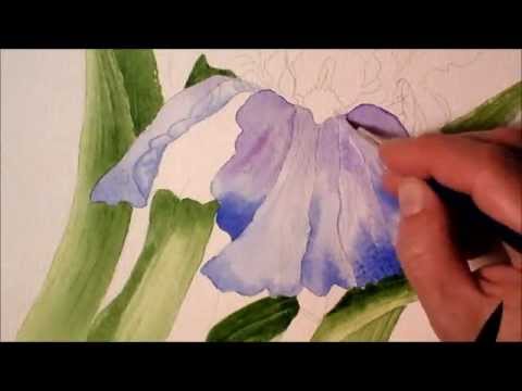 480x360 Iris In Watercolor, Painting Process Time Lapse