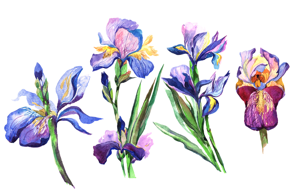 1160x772 Irises Png Watercolor Flowers Set