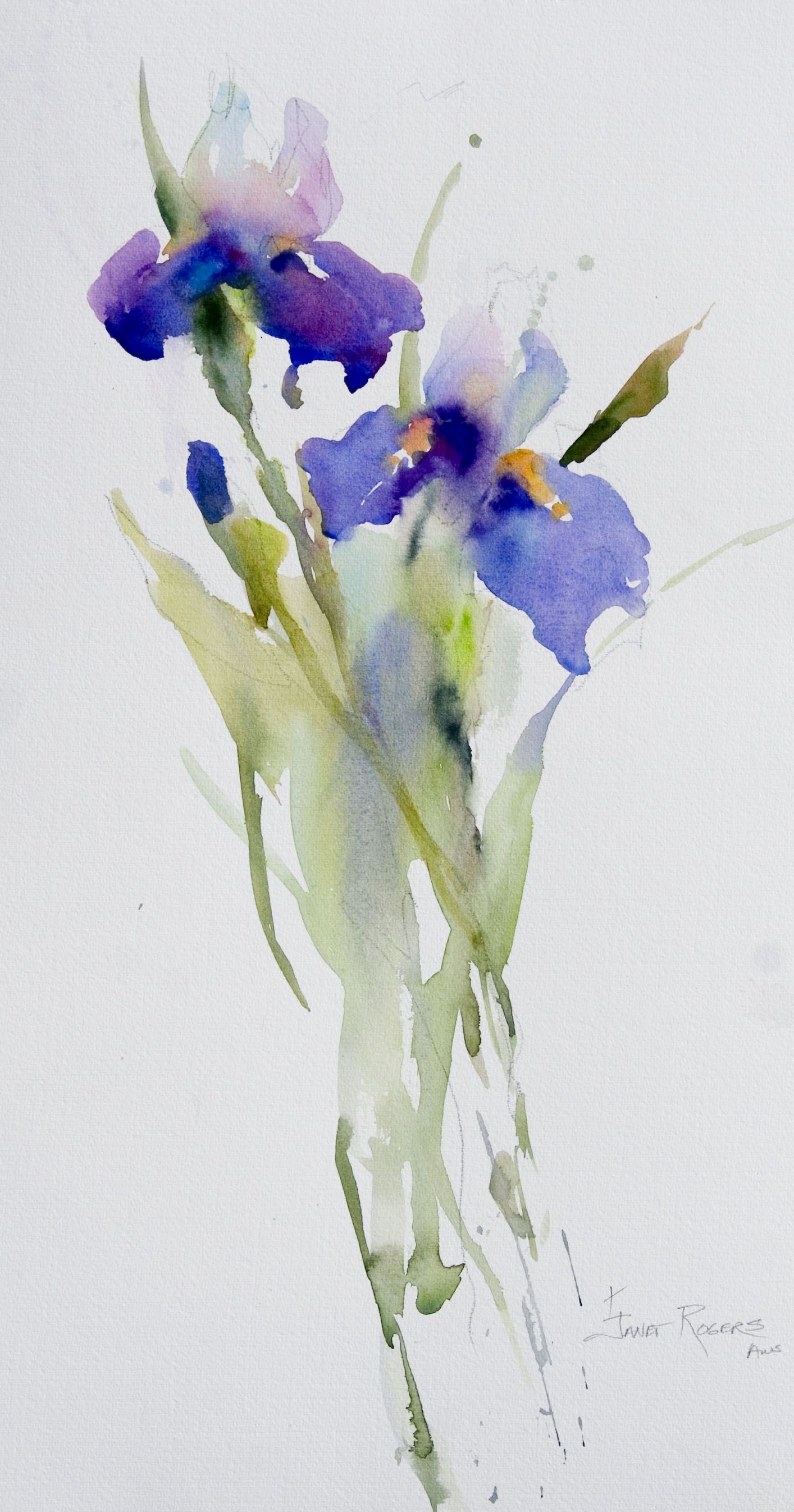 1414x2693 Janet Rogers Irises Watercolor In 2018 Iris