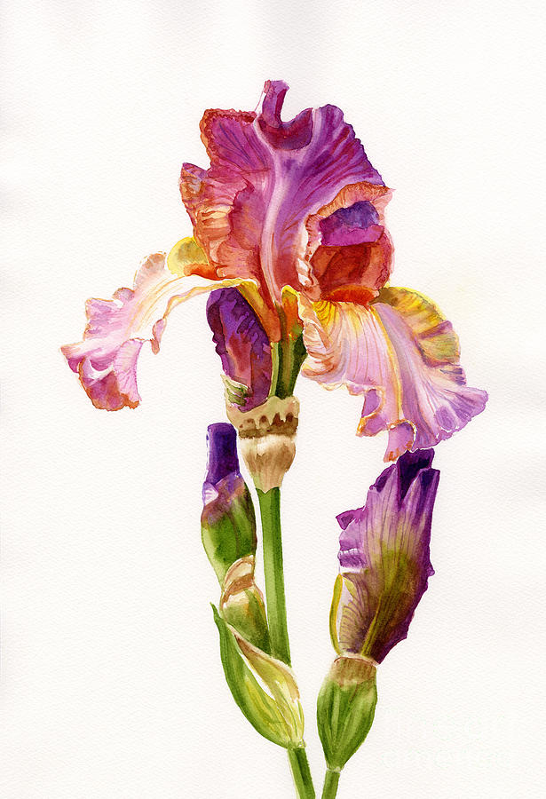 615x900 Purple And Orange Iris Painting By Sharon Freeman