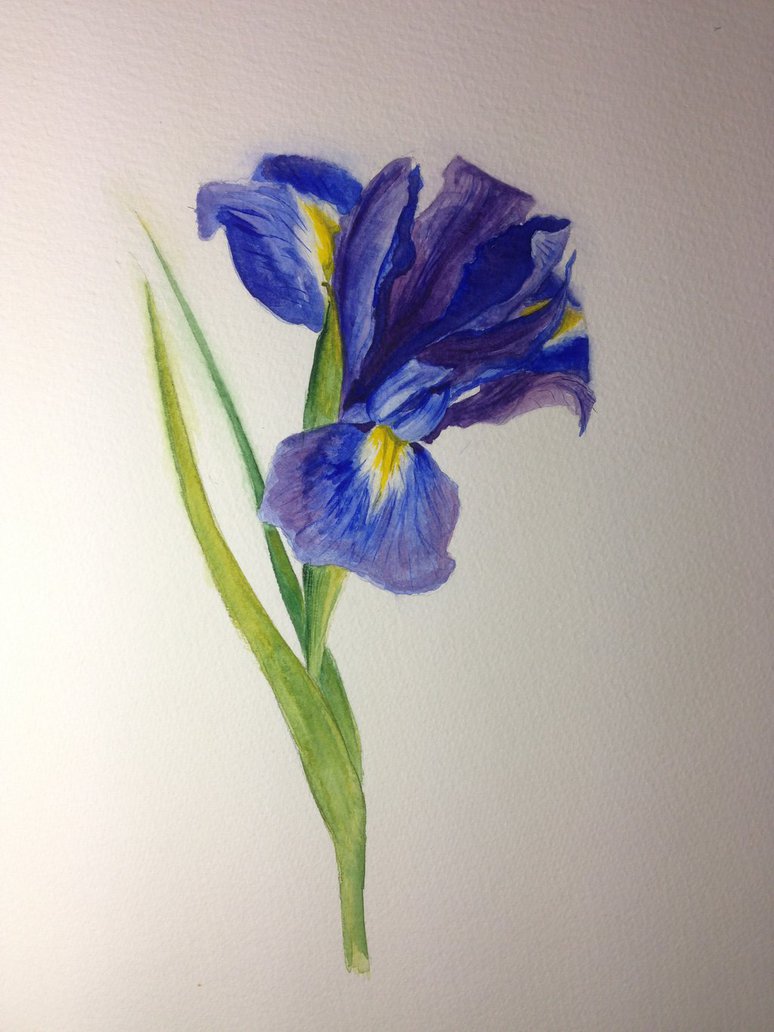 774x1032 Quick Iris Watercolour By Annanicolle