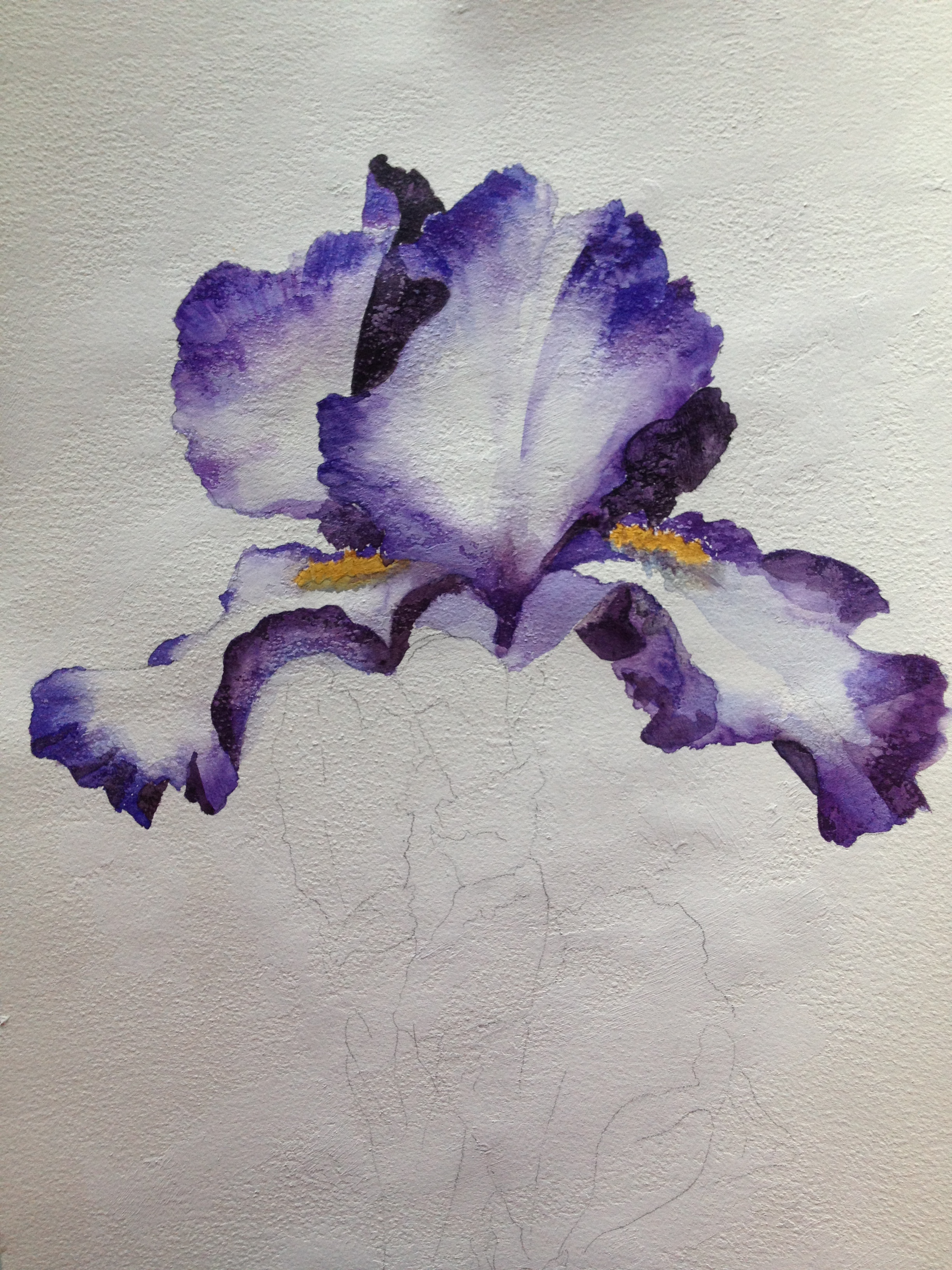 2448x3264 Watercolor Iris Saucy Noodle