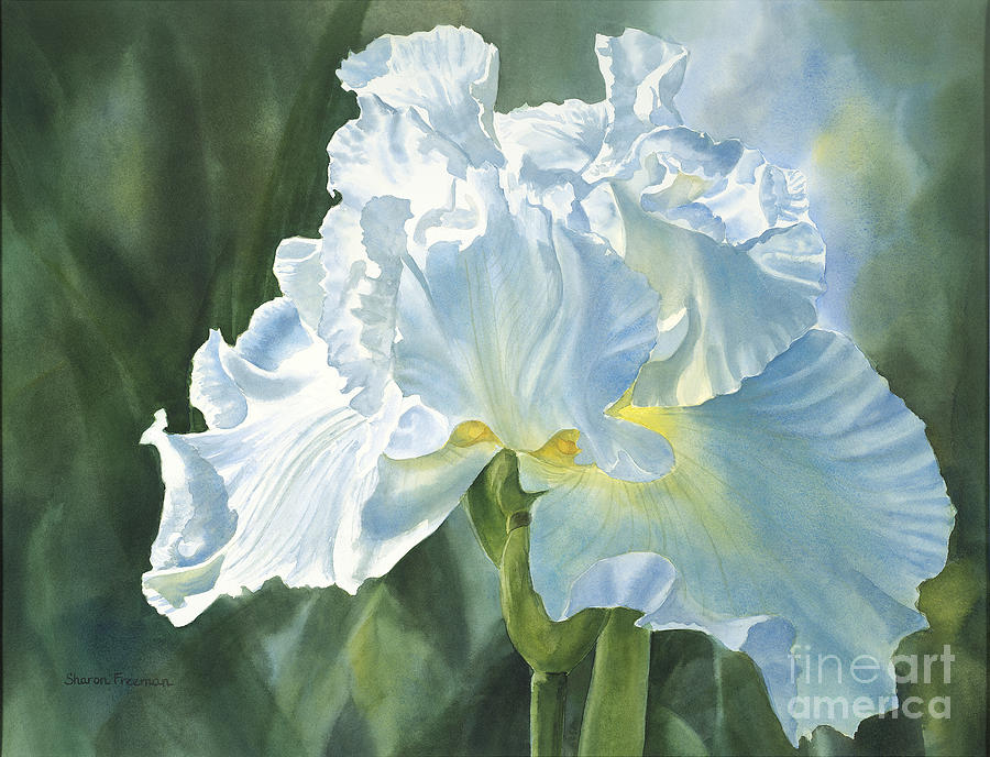 900x688 White Iris Painting By Sharon Freeman