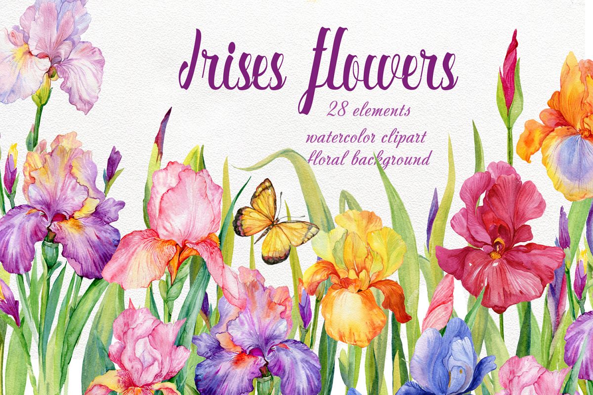 1200x800 Iris Flowers. Watercolor Clipart