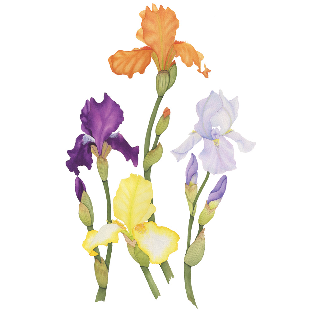 1000x1000 Colorful Spring Iris Watercolor Painting My Giant Strawberry