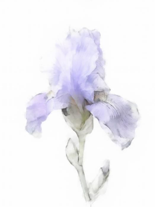 523x700 Soikea Iris Sapluunamaalaus Ostaa Verkosta Pagalveles