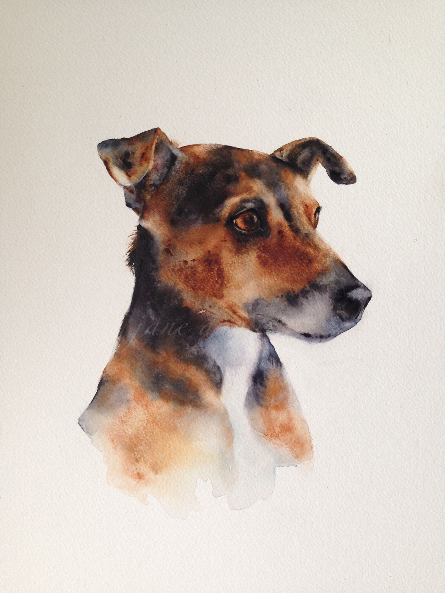 1536x2048 Jack Russell Terrier A Watercolour Painting By Artist Jane Davies