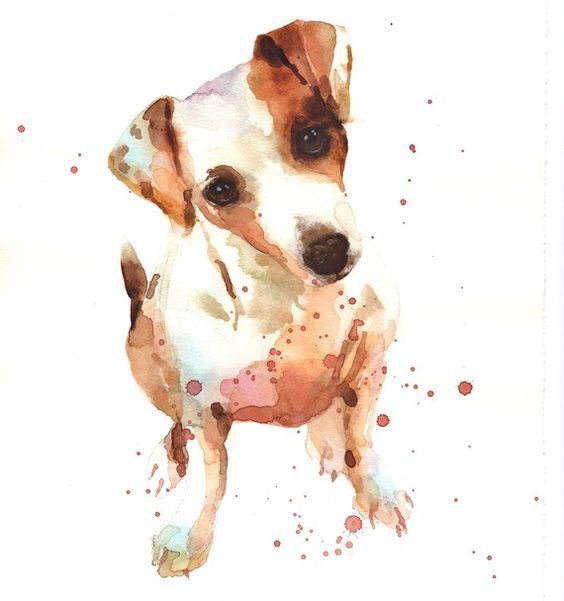 564x601 Watercolor Jack Russell Watercolor Watercolor