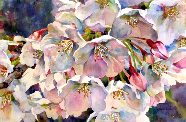600x394 Japanese Cherry Blossoms, Watercolor