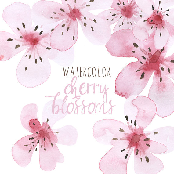 570x570 Watercolor Cherry Blossoms Clip Art, Clip Art Cherry Blossom