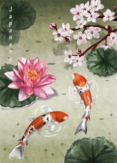 236x330 Koi Art, Koi Watercolor, Koi Painting, Cody Turtle, Japan Beauty