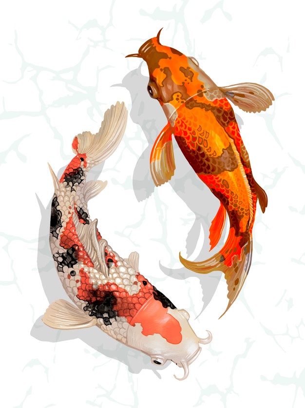 626x837 Koi Vectors, Photos And Psd Files Free Download