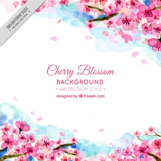 626x626 Cherry Blossom Vectors, Photos And Psd Files Free Download