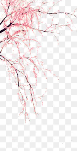 260x509 Cherry Blossom Png, Vectors, Psd, And Clipart For Free Download