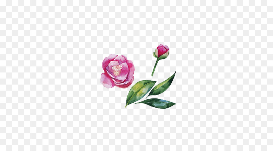 900x500 Japanese Camellia Watercolor Painting Illustration