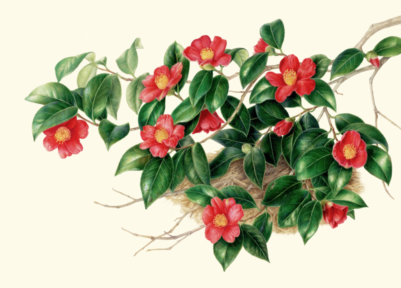 802x576 Botanical Art Worldwide