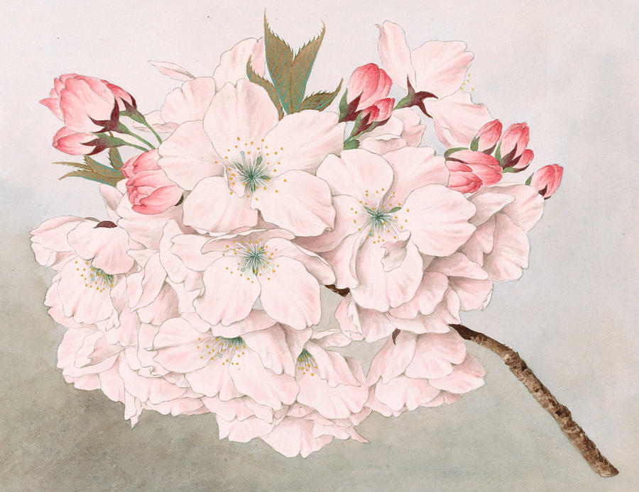 900x694 Mikuruma Gaeshi