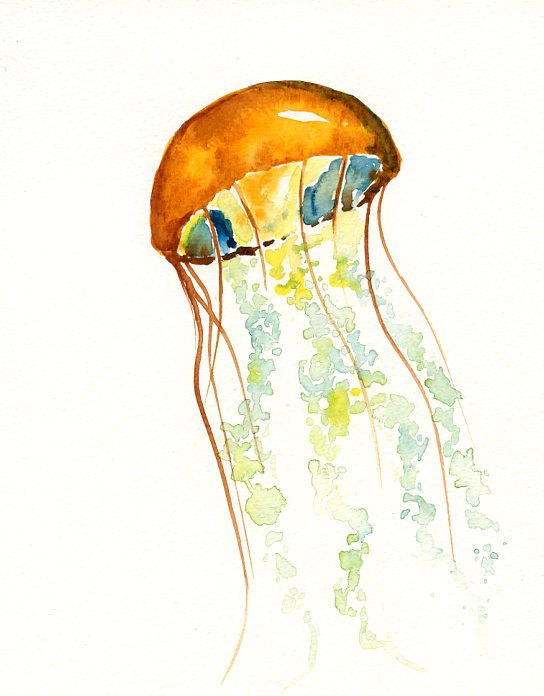 544x696 Jellyfish Watercolor Paintings