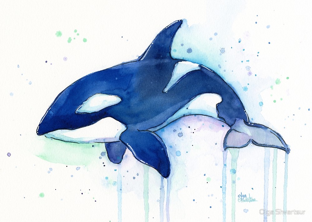 1000x714 Killer Whale Orca Watercolor By Olga Shvartsur Redbubble