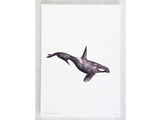 560x420 Killer Whale Watercolor Print By Mary Amp The Locks