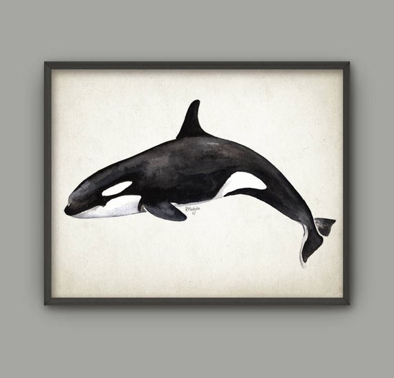570x547 Killer Whale Watercolor Wall Art Poster Orca Whale Art Print Etsy
