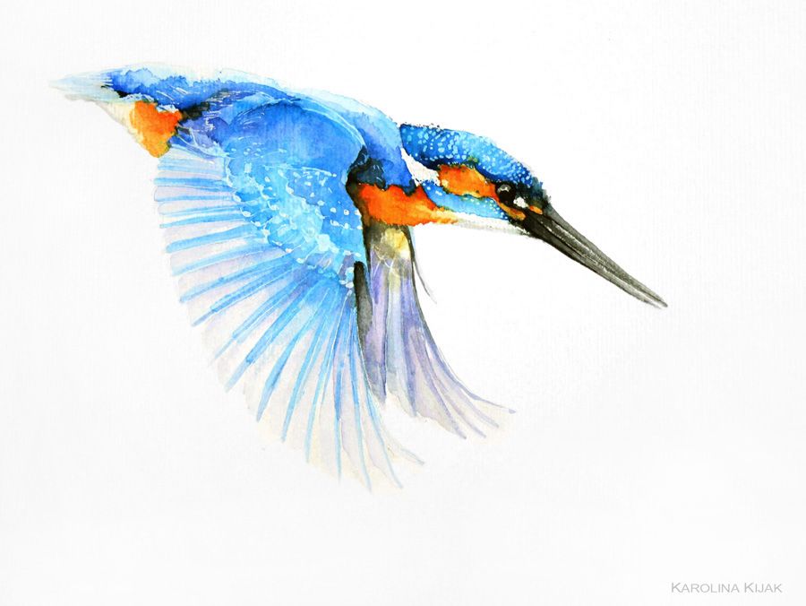 900x676 Kingfisher Watercolor By Kakiaart Ptitcy