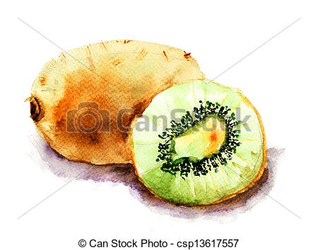 450x354 Kiwi Fruit, Watercolor Ilustration.