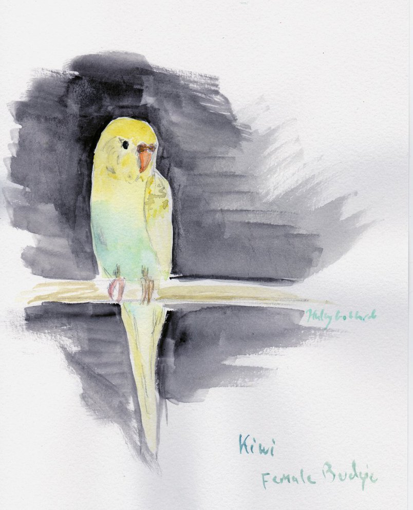 804x993 Kiwi The Budgie In Watercolor By Haleygottardo