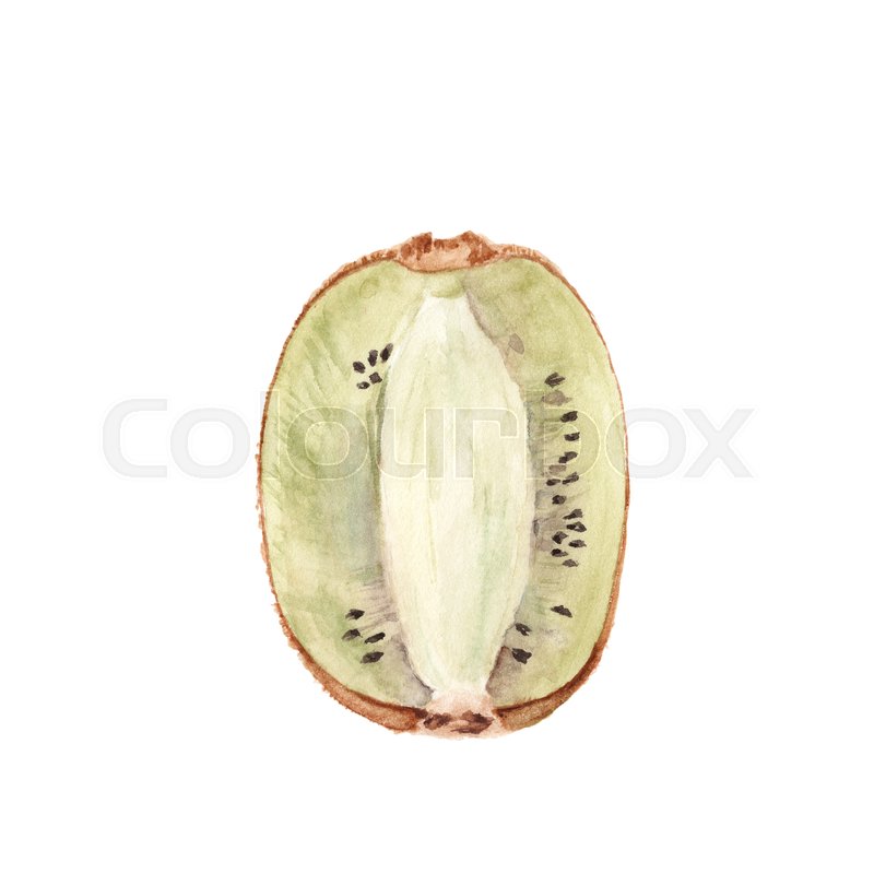 800x800 Watercolor Kiwi Fruit Isolated On White Background. Botany