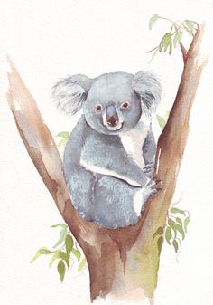 Koala Watercolor