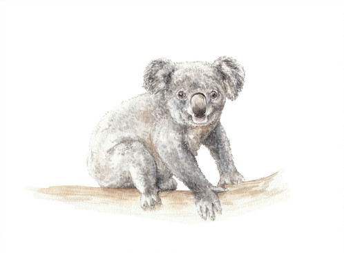 498x366 Koala Watercolor Print 8.5x11 Limited Edition Signed
