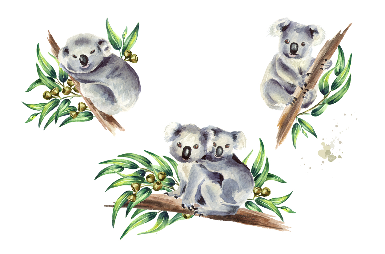 1251x826 Koala. Watercolor Collection