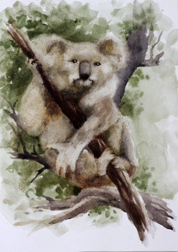 570x808 Wildlife Animal Gift Koala Watercolor Painting Koala