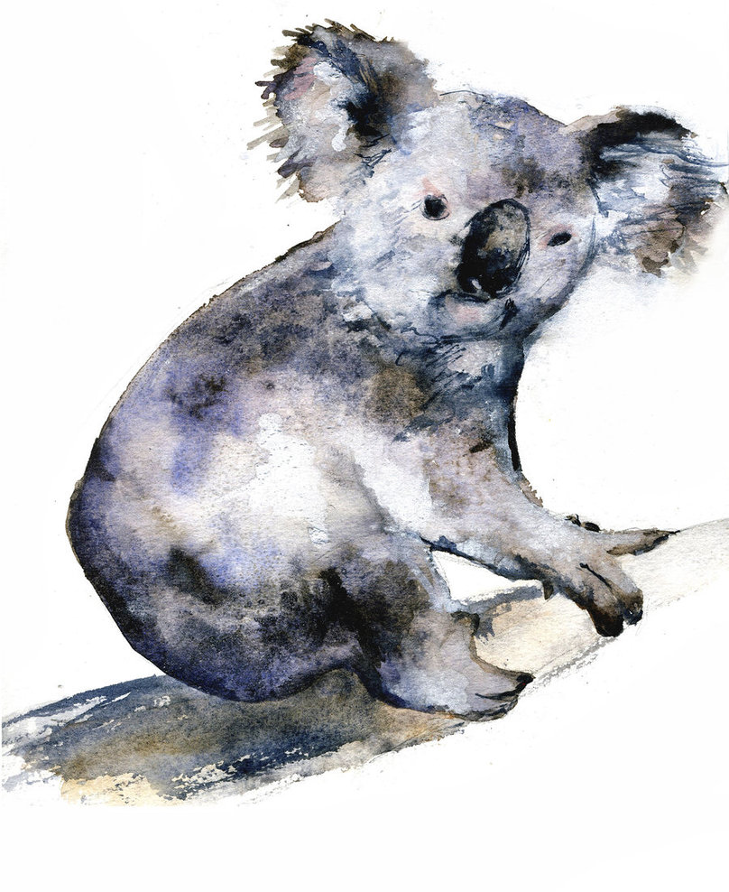 808x988 Koala Watercolor Sketch By Bigredsharks