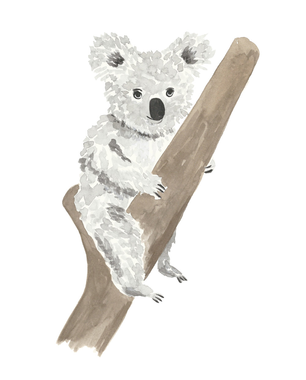 1000x1242 Koala