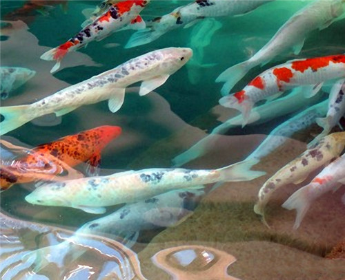 500x407 Koi Fish Watercolor Notecard Justjax On Artfire