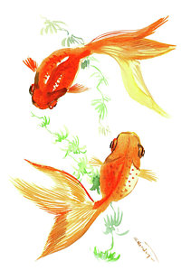 200x300 Koi Fish Watercolor Paintings Fine Art America