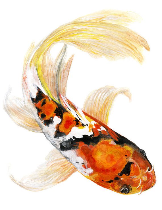 570x737 Butterfly Koi Fish Watercolor Print Signed By Artist Stephanie Etsy