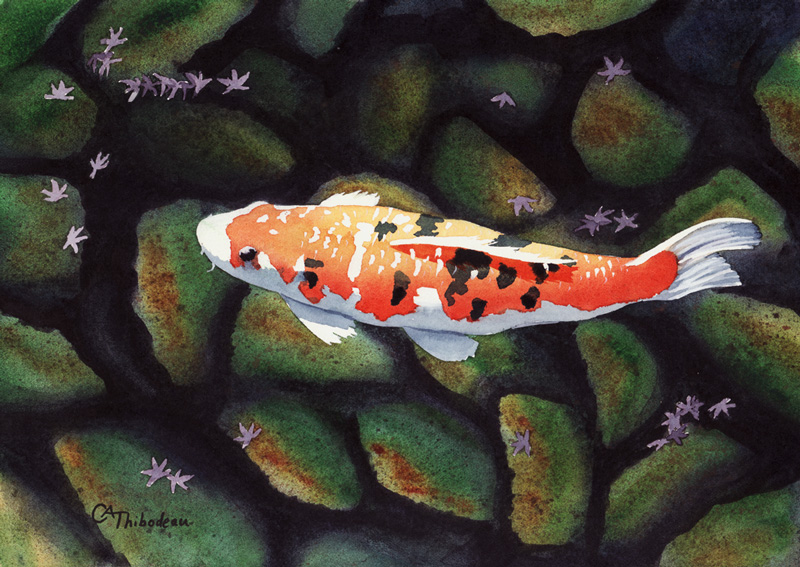 800x567 Koi Fish