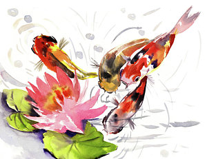 300x231 Koi Watercolor Paintings Fine Art America