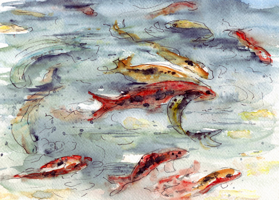 570x409 Watermarks Watercolor Koi Studies.