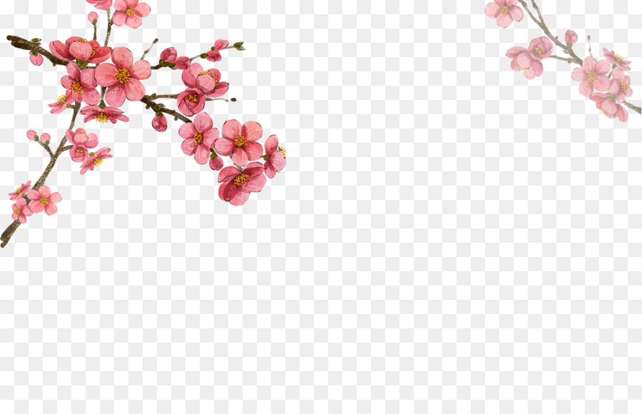 900x580 South Korea Flower Drawing Watercolor Painting Illustration