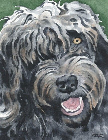 433x560 Labradoodle Art Print Watercolor Signed By Artist Dj Rogers