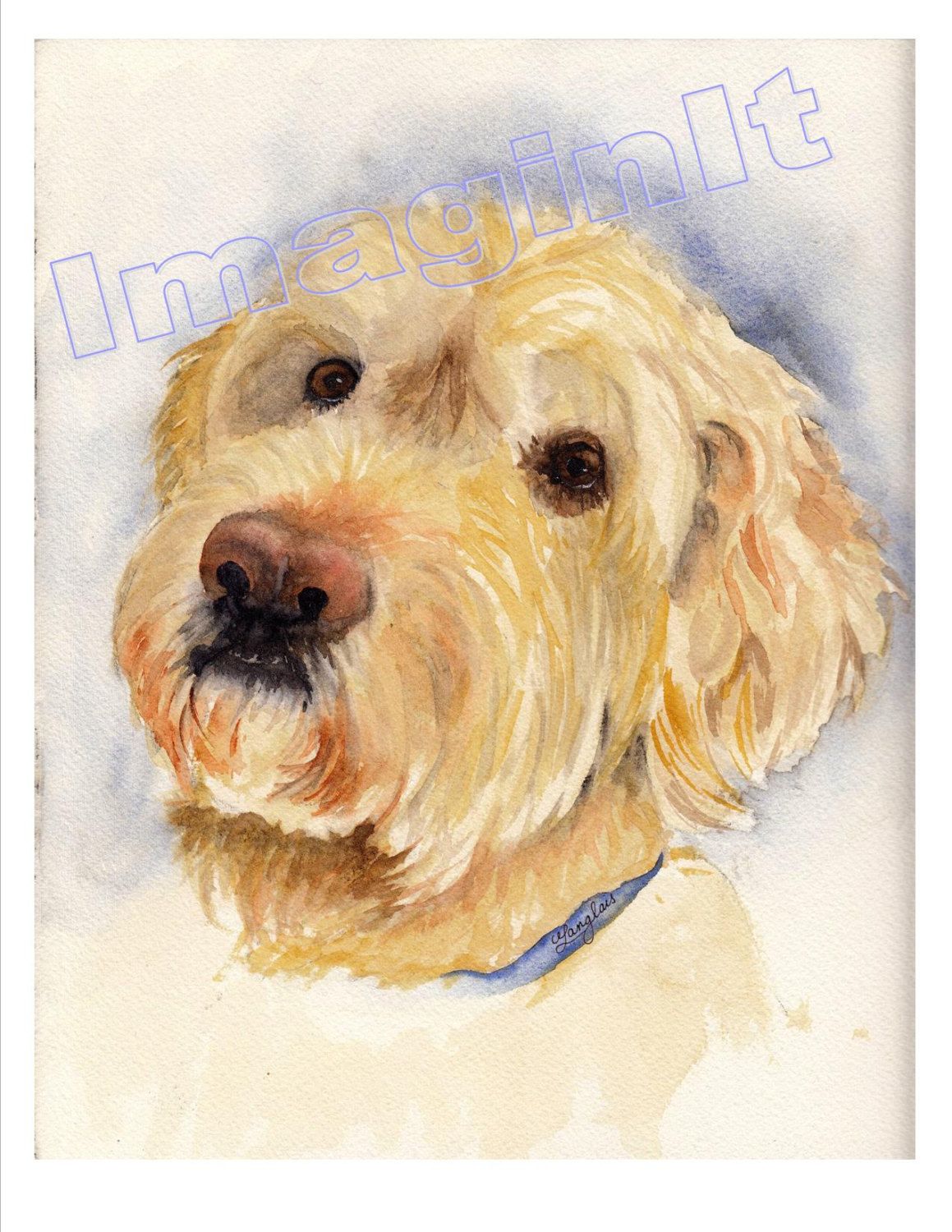 1159x1500 Labradoodle