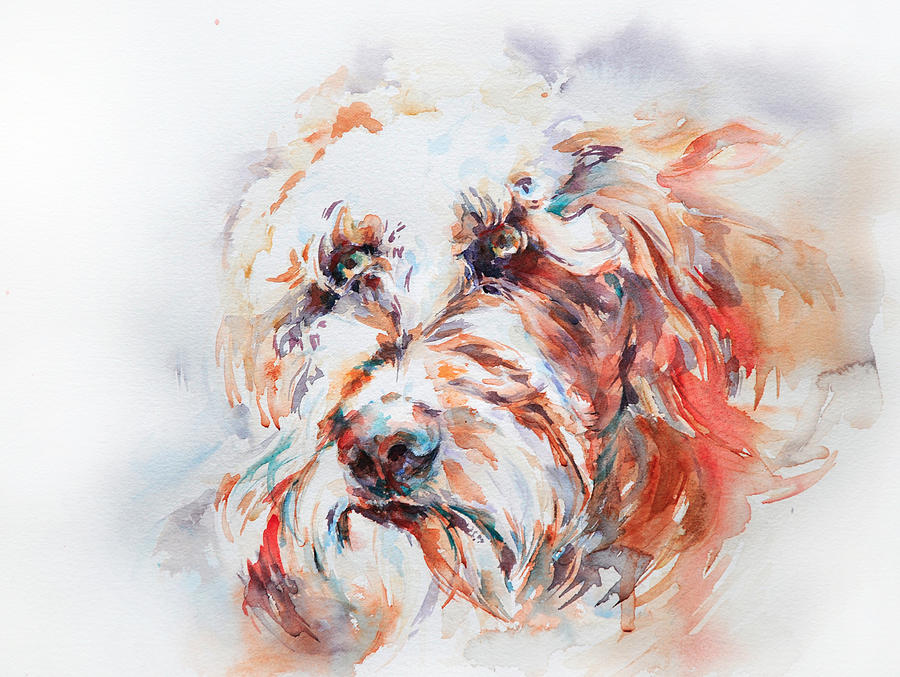 900x677 Labradoodle Painting By Stephie Butler
