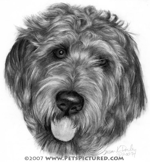 500x543 Labradoodle Portrait