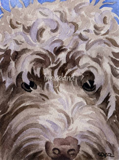 485x650 Labradoodle By David Rogers