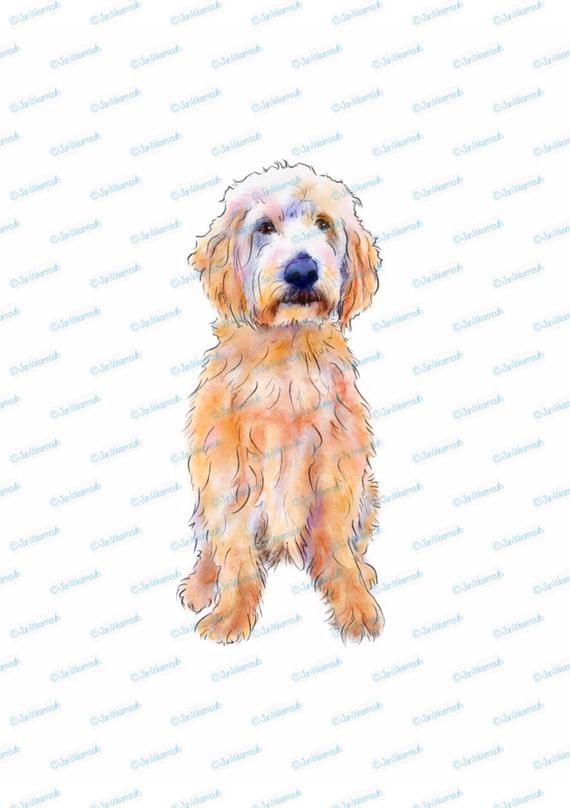 570x808 Labradoodle Clipart Instant Download. Digital Clipart Pencil Etsy